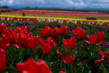 Photographie intitulée "Tulips on Holiday 3" par Danielle Yvonne, Œuvre d'art originale, Photographie numérique