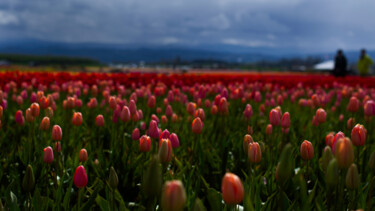 Photographie intitulée "Tulips on Holiday 1" par Danielle Yvonne, Œuvre d'art originale, Photographie numérique