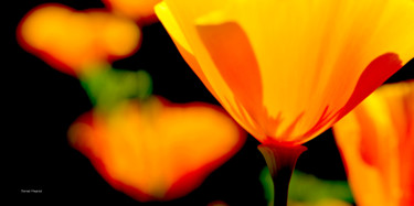 Photographie intitulée "fleur du sommeil" par Daniel Meynial, Œuvre d'art originale, Photographie numérique