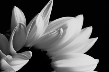 Фотография под названием "Sunflower Portrait…" - Daniel Ravel, Подлинное произведение искусства, Цифровая фотография