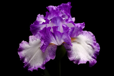 Photography titled "Purple Iris." by Daniel Ravel, Original Artwork, Digital Photography