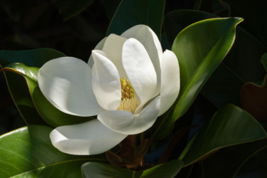 Photography titled "Magnolia Grandiflor…" by Daniel Ravel, Original Artwork, Digital Photography