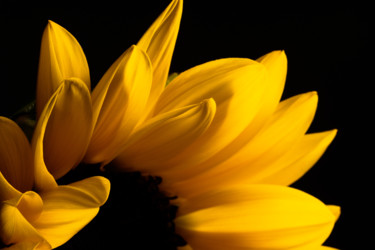 Photography titled "Sunflower Portrait…" by Daniel Ravel, Original Artwork, Digital Photography