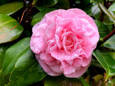 Photography titled "Camellia" by Daniel Ravel, Original Artwork, Digital Photography