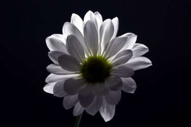 Photography titled "Daisy" by Daniel Ravel, Original Artwork, Digital Photography