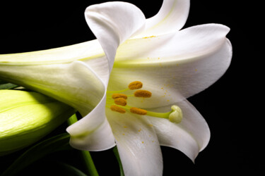 Photography titled "Easter Lily" by Daniel Ravel, Original Artwork, Digital Photography