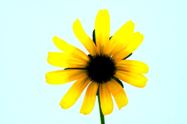 Photography titled "Garden Flower" by Daniel Ravel, Original Artwork, Digital Photography