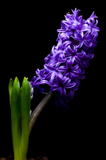 Photography titled "Hyacinth" by Daniel Ravel, Original Artwork, Digital Photography