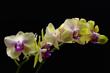 Photography titled "Orchid" by Daniel Ravel, Original Artwork, Digital Photography