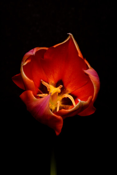 Photography titled "Red Tulip" by Daniel Ravel, Original Artwork, Digital Photography