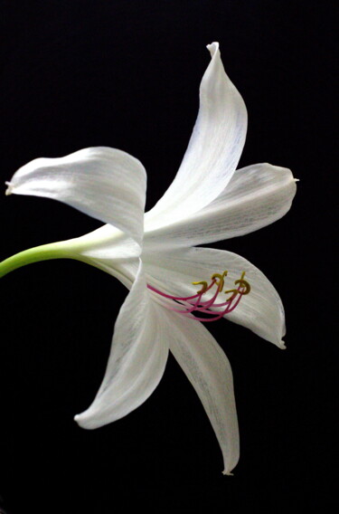Photography titled "White Lily" by Daniel Ravel, Original Artwork, Digital Photography