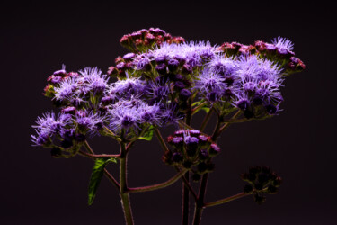 Photography titled "Wild Flowers" by Daniel Ravel, Original Artwork, Digital Photography