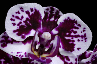 Photography titled "Purple Phalaenopsis" by Daniel Ravel, Original Artwork, Digital Photography