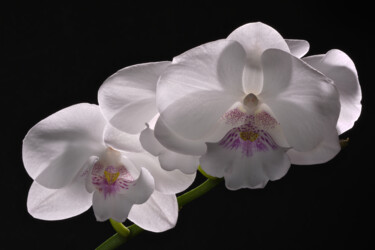 Photography titled "White Phalaenopsis" by Daniel Ravel, Original Artwork, Digital Photography
