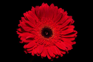 Photography titled "Red Gerbera" by Daniel Ravel, Original Artwork, Digital Photography