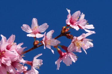 Photography titled "Cherry Blossoms" by Daniel Ravel, Original Artwork, Digital Photography