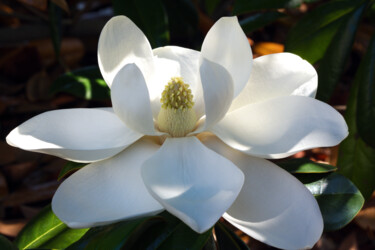 Photography titled "Magnolia Grandiflor…" by Daniel Ravel, Original Artwork, Digital Photography
