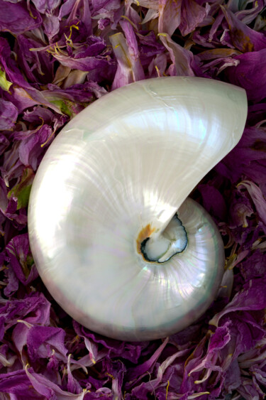 Photography titled "Nautilus Shell on F…" by Daniel Ravel, Original Artwork, Digital Photography