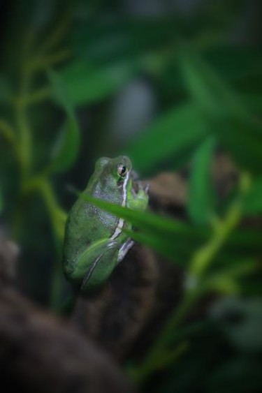 Photography titled "Frog" by Danijel Kolega, Original Artwork