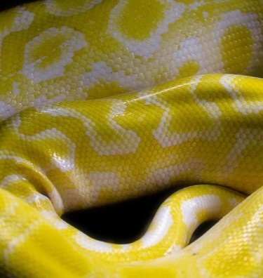 Photography titled "yellow snake" by Danijel Kolega, Original Artwork