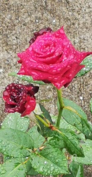 Photographie intitulée "La rosée tombée" par Danila, Œuvre d'art originale, Photographie numérique