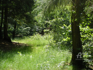 Fotografia zatytułowany „W lesie o poranku” autorstwa Dar-Ja, Oryginalna praca, Fotografia cyfrowa