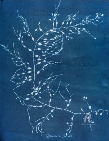 Printmaking titled "Cystoseira fzurosa" by Benoît Dardier, Original Artwork, Monotype