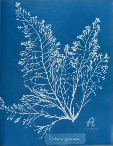 Gravures & estampes intitulée "Cystoseira granulata" par Benoît Dardier, Œuvre d'art originale, Monotype