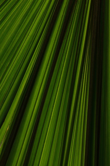 Photographie intitulée "Green rays" par Darelen, Œuvre d'art originale, Photographie non manipulée