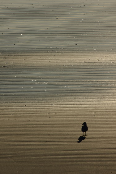 Photography titled "Bird silhouette 25" by Darelen, Original Artwork, Non Manipulated Photography