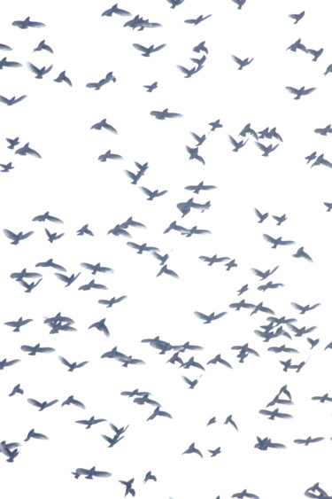 Fotografía titulada "Birds (Work 102)" por Darelen, Obra de arte original, Fotografía digital