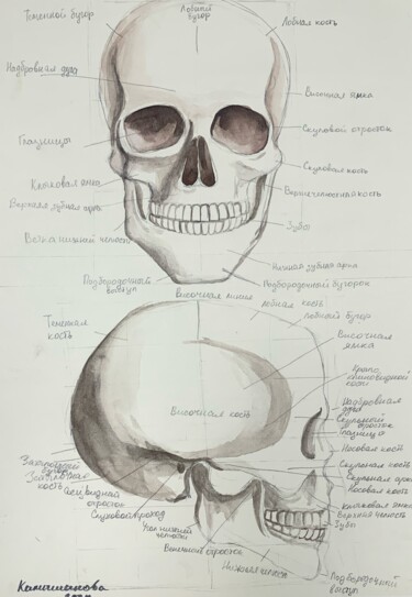 Malerei mit dem Titel "Skull" von Daria Kamishanova, Original-Kunstwerk, Aquarell