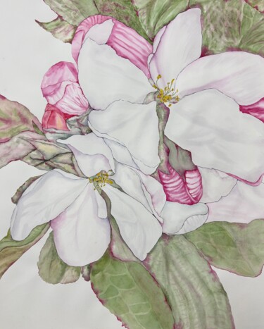 Painting titled "Apple blossoms" by Dariia Pavlenko, Original Artwork, Watercolor
