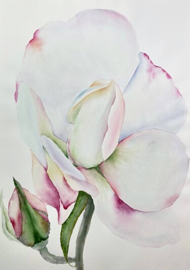 Painting titled "Tender rose" by Dariia Pavlenko, Original Artwork, Watercolor