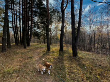 Photography titled "Dogs on a Forest Wa…" by Darya Insight, Original Artwork, Digital Photography