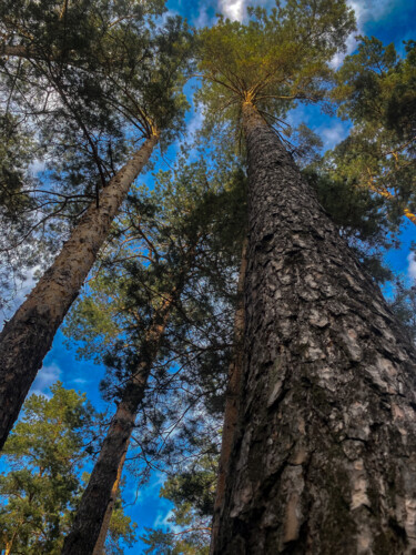 Photography titled "Pine trees" by Darya Insight, Original Artwork, Non Manipulated Photography