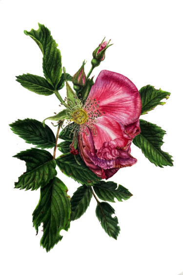 Malerei mit dem Titel "Fading rose" von Dashing Art, Original-Kunstwerk, Aquarell