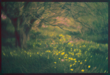 Фотография под названием "Monhegan Dandelions" - David Aimone, Подлинное произведение искусства, Пленочная фотография Устано…