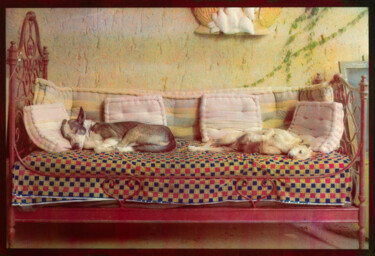 Photographie intitulée "Dogs in Love, Piemo…" par David Aimone, Œuvre d'art originale, Photographie argentique Monté sur Alu…