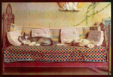 Photography titled "Dogs in Love, Piemo…" by David Aimone, Original Artwork, Analog photography Mounted on Aluminium