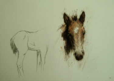 Drawing titled "Baby Horse (Foal)" by David Beglaryan, Original Artwork, Pencil