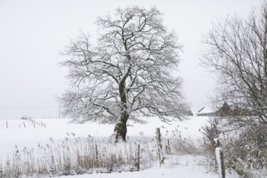 Photographie intitulée "blanc comme neige" par David Carlier, Œuvre d'art originale, Photographie non manipulée