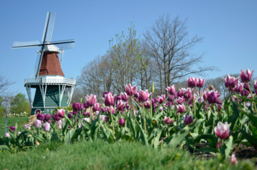 「New Holland Tulip S…」というタイトルの写真撮影 David Glotfeltyによって, オリジナルのアートワーク, デジタル