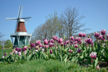 Fotografia intitolato "New Holland Tulip S…" da David Glotfelty, Opera d'arte originale, Fotografia digitale