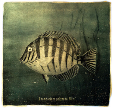 Goldfish - Alternative photography - Resinotype on gold Photographie intitulée "Goldfish - Alternat…" par David Heger, Œuvre d'art originale, Photographie argentique