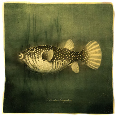 Fotografia intitolato "Goldfish II - Alter…" da David Heger, Opera d'arte originale, fotografia a pellicola