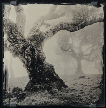 Fotografia intitolato "LAUREL FOREST - AMB…" da David Heger, Opera d'arte originale, fotografia a pellicola