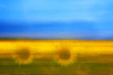Fotografia intitolato "sunflower" da David Page, Opera d'arte originale, Fotografia digitale