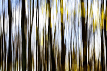 Photographie intitulée "sky trees" par David Page, Œuvre d'art originale, Photographie numérique