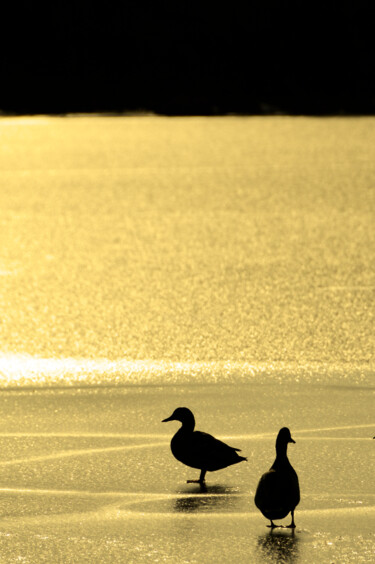 Photographie intitulée "evening ducks" par David Page, Œuvre d'art originale, Photographie numérique